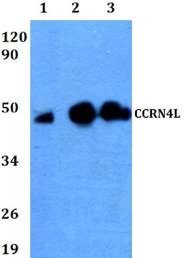 Western blot (WB) analysis of CCRN4L polyclonal antibody at 1:500 dilution
Lane1:HEK293T whole cell lysate
Lane2:PC12 whole cell lysate 
Lane3:Hela whole cell lysate 