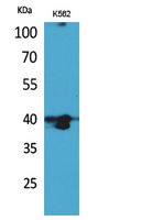 Western Blot analysis of K562 cells using GPR87/95 Polyclonal Antibody