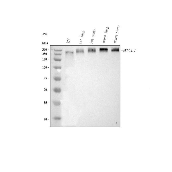 Figure 1. Western blot analysis of MTCL1 using anti-MTCL1 antibody (A10954-1). Electrophoresis was performed on a 5-20% SDS-PAGE gel at 70V (Stacking gel) / 90V (Resolving gel) for 2-3 hours. The sample well of each lane was loaded with 30 ug of sample under reducing conditions. Lane 1: human RT4 whole cell lysates, Lane 2: rat lung tissue lysates, Lane 3: rat ovary tissue lysates, Lane 4: mouse lung tissue lysates, Lane 5: mouse ovary tissue lysates. After electrophoresis, proteins were transferred to a nitrocellulose membrane at 150 mA for 50-90 minutes. Blocked the membrane with 5% non-fat milk/TBS for 1.5 hour at RT. The membrane was incubated with rabbit anti-MTCL1 antigen affinity purified polyclonal antibody (Catalog # A10954-1) at 0.5 microg/mL overnight at 4°C, then washed with TBS-0.1%Tween 3 times with 5 minutes each and probed with a goat anti-rabbit IgG-HRP secondary antibody at a dilution of 1:5000 for 1.5 hour at RT. The signal is developed using an Enhanced Chemiluminescent detection (ECL) kit (Catalog # EK1002) with Tanon 5200 system. A specific band was detected for MTCL1 at approximately 270-300 kDa. The expected band size for MTCL1 is at 210 kDa.