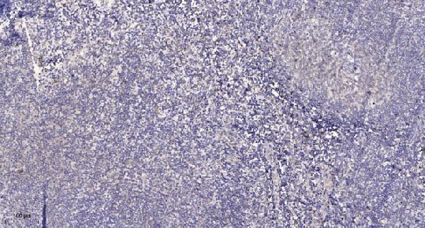 a10957 1 sept6 primary antibodies ihc testing 1