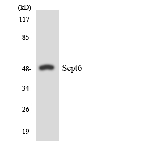 a10957 1 sept6 primary antibodies wb testing 3