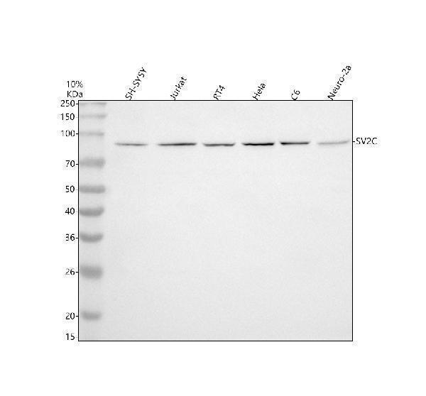  Western blot analysis of SV2C using anti-SV2C antibody (A10958-1)