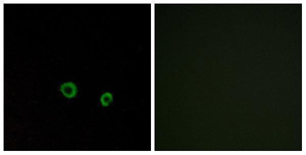 a10959 tas2r10 primary antibodies if testing 1