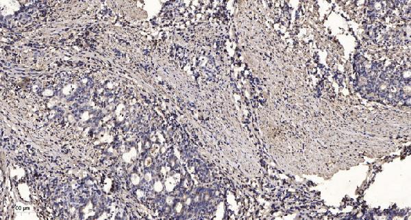 a10959 tas2r10 primary antibodies ihc testing 2
