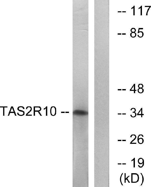 a10959 tas2r10 primary antibodies wb testing 3