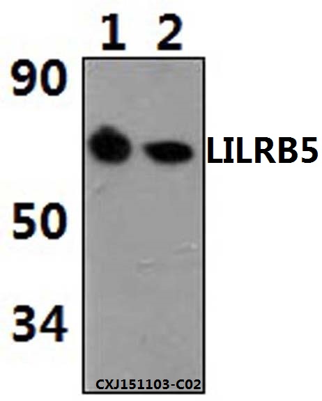 Western blot (WB) analysis of LILRB5 polyclonal antibody at 1:500 dilution
Lane1:MCF-7 whole cell lysate(20ug)
Lane2:THP-1 whole cell lysate(40ug)