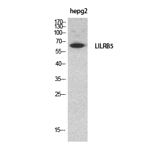 a10961 lilrb5 primary antibodies wb testing 2