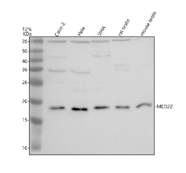 a10963 1 med22 primary antibodies wb testing 1