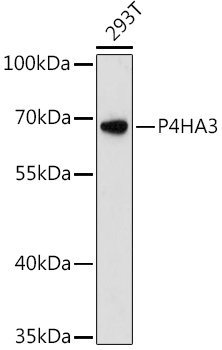 Western blot analysis of extracts of 293T cells, using P4HA3 antibody  at 1:3000 dilution