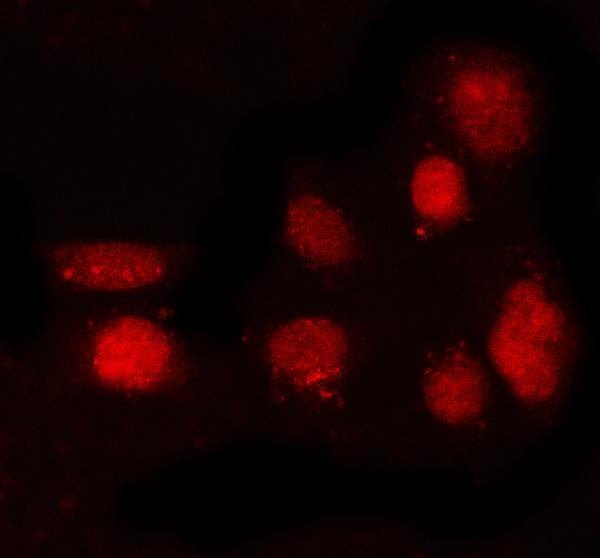 a10969 2 prdm8 primary antibodies if testing 1