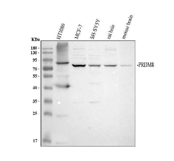 a10969 2 prdm8 primary antibodies wb testing 1_1