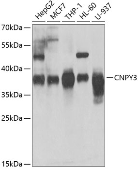 Western blot analysis of extracts of various cell lines, using CNPY3 antibody  at 1:1000 dilution
