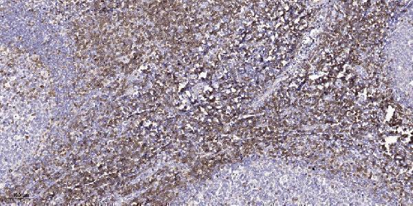 Immunohistochemical analysis of paraffin-embedded human tonsil