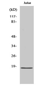 Western Blot analysis of various cells using KEPI Polyclonal Antibody diluted at 1:1000