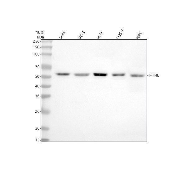  Western blot analysis of IFI44L using anti-IFI44L antibody (A10975-1)