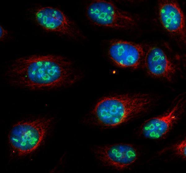 IF analysis of DDX18 using anti-DDX18 antibody (A10977-1) and anti-Alpha Tubulin antibody (M03989-3)
