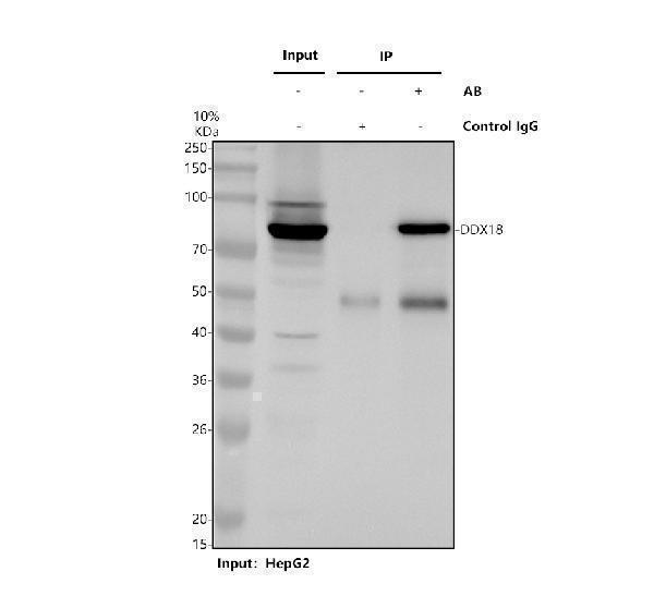 Immunoprecipitating DDX18 in HepG2 whole cell lysate