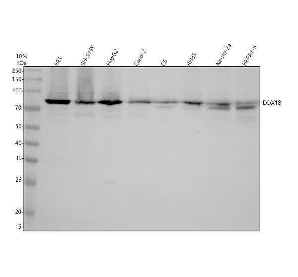 Western blot analysis of DDX18 using anti-DDX18 antibody (A10977-1)
