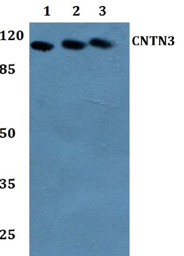 a10982 cntn3 primary antiboties wb testing 1