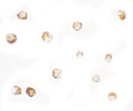 a10983 mterfd1 primary antibodies icc testing 2