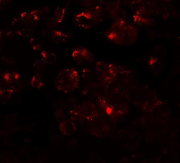 a10983 mterfd1 primary antibodies if testing 3