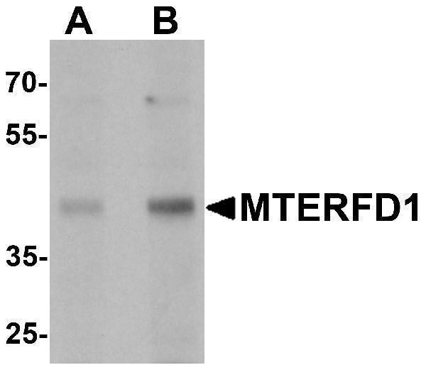 a10983 mterfd1 primary antibodies wb testing 1