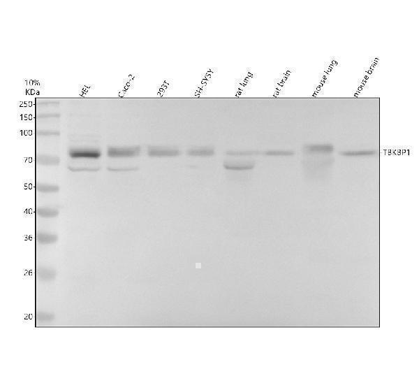 Western blot analysis of TBKBP1 using anti-TBKBP1 antibody (A10984-1)
