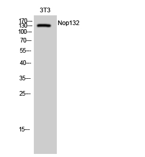 Western Blot (WB) analysis of 3T3 cells using Nop132 Polyclonal antibody