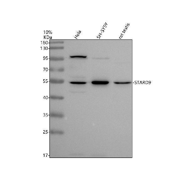 a10987 stard9 primary antibodies wb testing 1