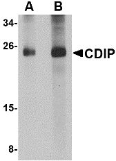 a10988 cdip1 primary antibodies wb testing 1