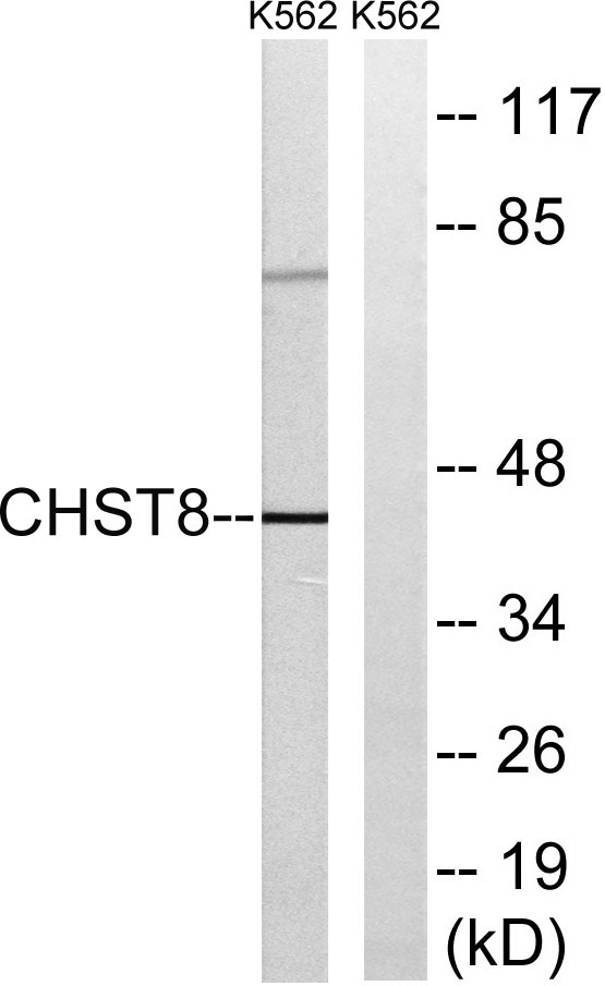 a10989 1 chst8 primary antibodies wb testing 1