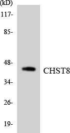 a10989 1 chst8 primary antibodies wb testing 2