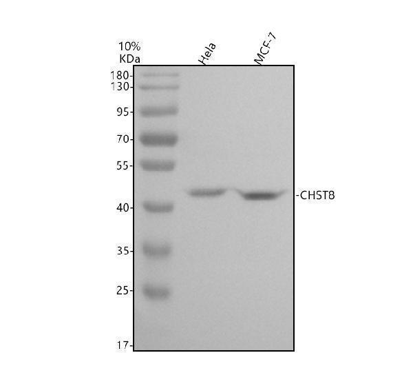a10989 2 chst8 primary antibodies wb testing 1