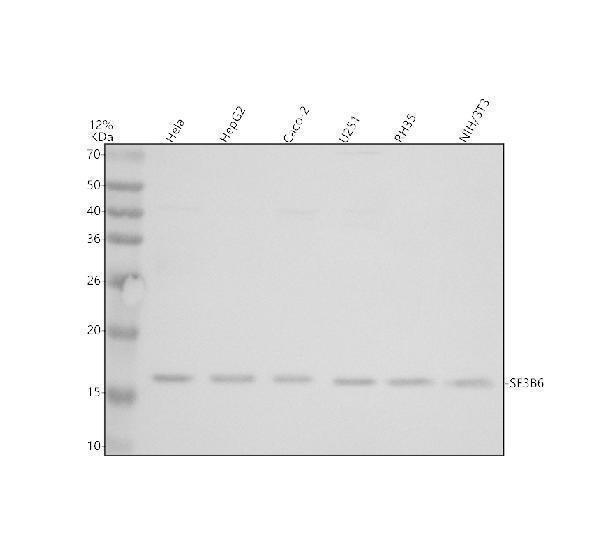Western blot analysis of SF3B6 using anti-SF3B6 antibody (A10990-2)