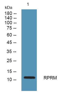 a10994 rprm primary antibodies wb testing 1