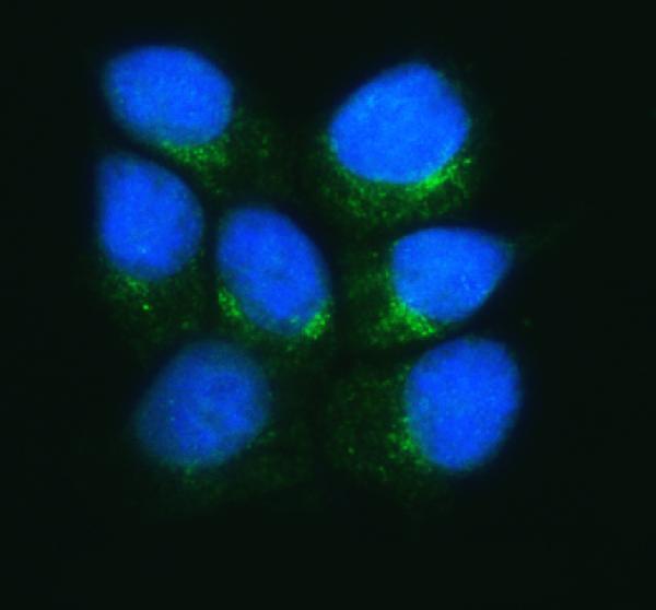  IF analysis of ERGIC1 using anti-ERGIC1 antibody (A11007-1)