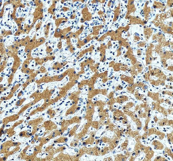 a11007 1 ergic1 primary antibodies ihc testing 2