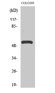 Western Blot analysis of various cells using V-ATPase H Polyclonal Antibody