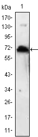 Western Blot analysis using KLHL1 Monoclonal Antibody antiobdy against KLHL1 recombinant protein