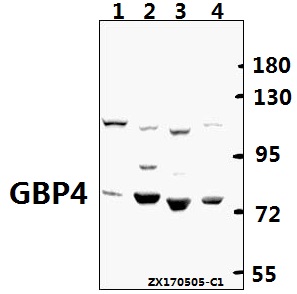Western blot (WB) analysis of GBP4 polyclonal antibody at 1:500 dilution
Lane1:PC12 whole cell lysate(40ug)
Lane2:AML-12 whole cell lysate(40ug)
Lane3:HCT116 whole cell lysate(40ug)
Lane4:H1792 whole cell lysate(40ug)