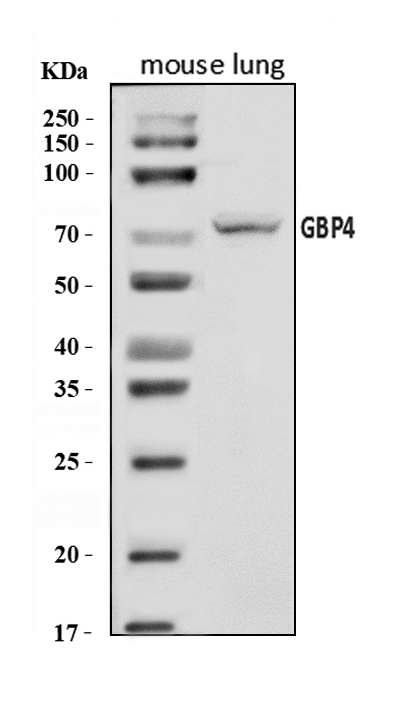 a11011 3 gbp4 primary antibodies wb testing 1