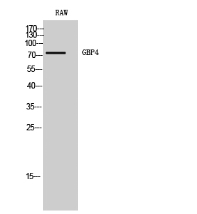 Western Blot analysis of RAW cells using GBP4 Polyclonal Antibody