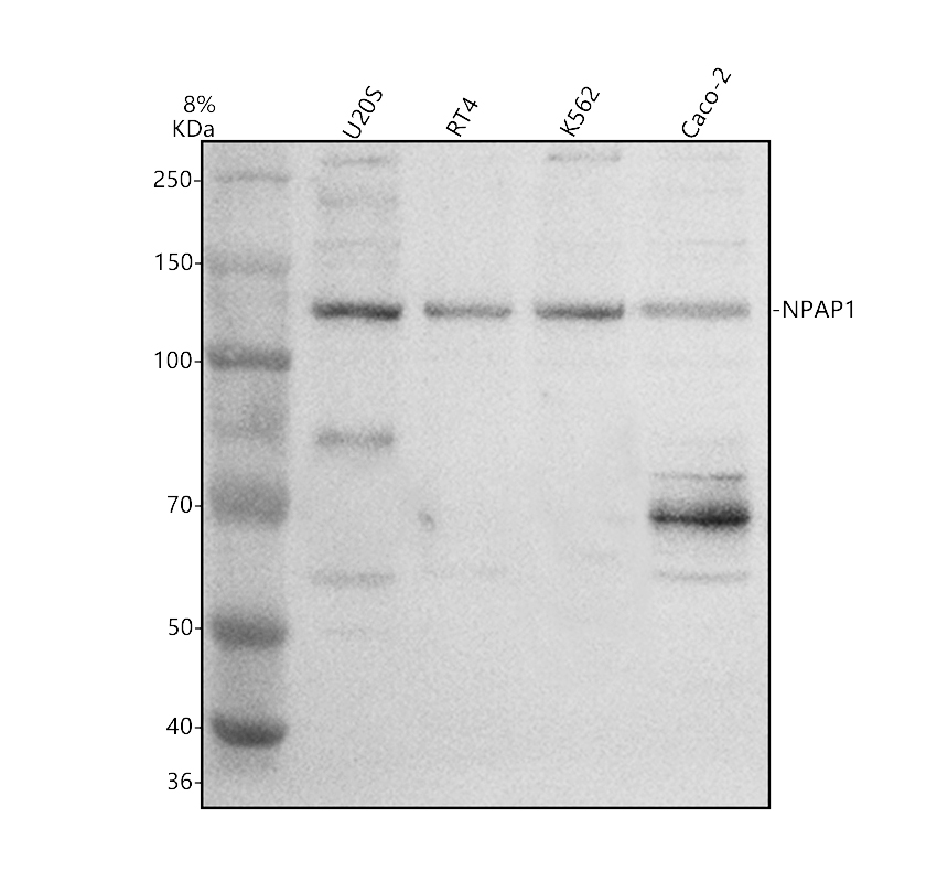 a11015 npap1 primary antibodies wb testing 1