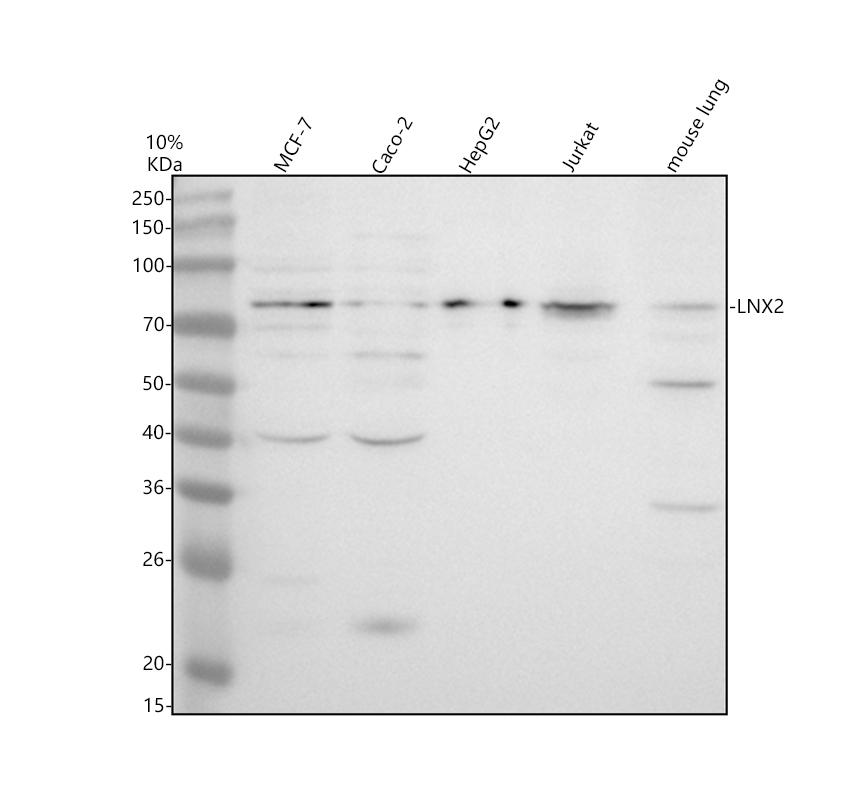 a11019 lnx2 primary antibodies wb testing 1