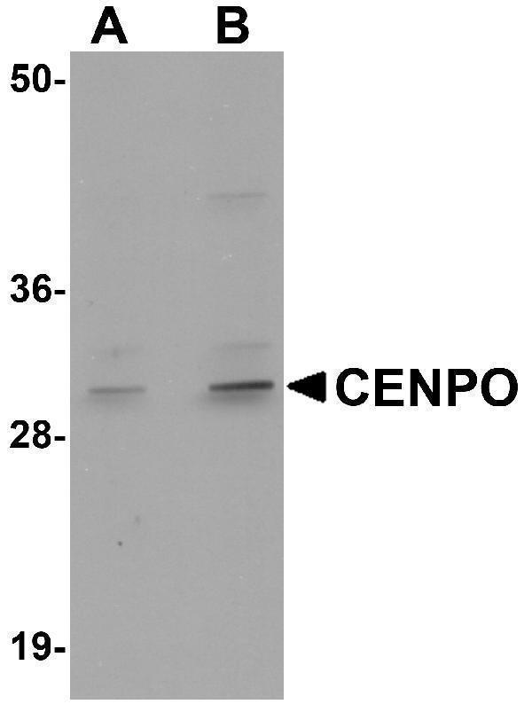 a11021 cenpo primary antibodies wb testing 1