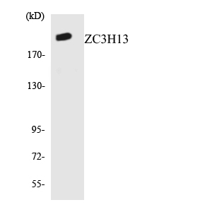 a11022 1 zc3h13 primary antibodies wb testing 1