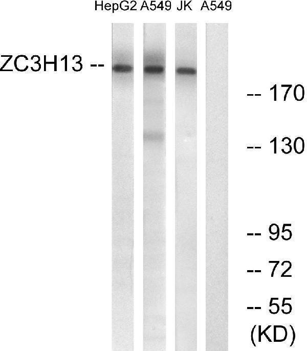 a11022 1 zc3h13 primary antibodies wb testing 3