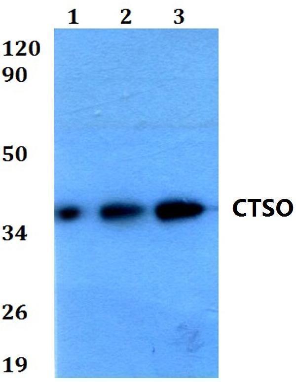 a11029 ctso primary antiboties wb testing 1
