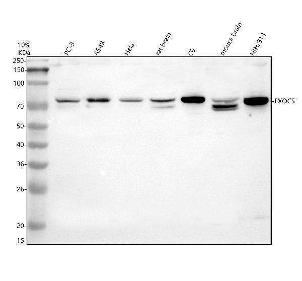 Western blot analysis of EXOC5 using anti-EXOC5 antibody (A11035-1)