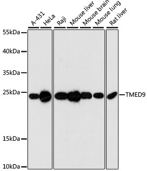 a11042 tmed9 primary antiboties wb testing 1